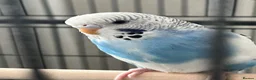 Budgerigars birds for sale: 6 month old male budgie  in London - Advert 1