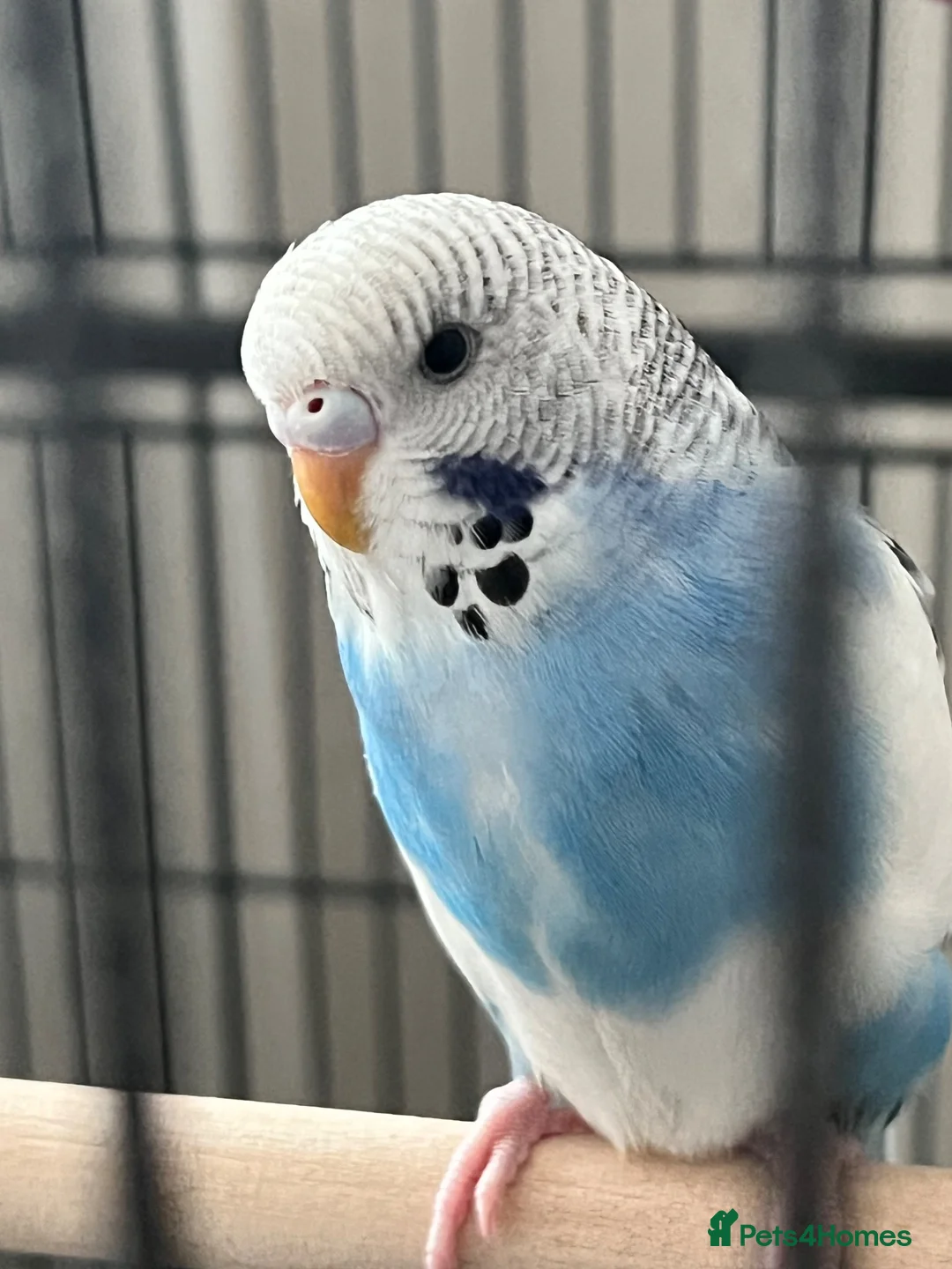 Budgerigars birds for sale: 6 month old male budgie  in London - Advert 1