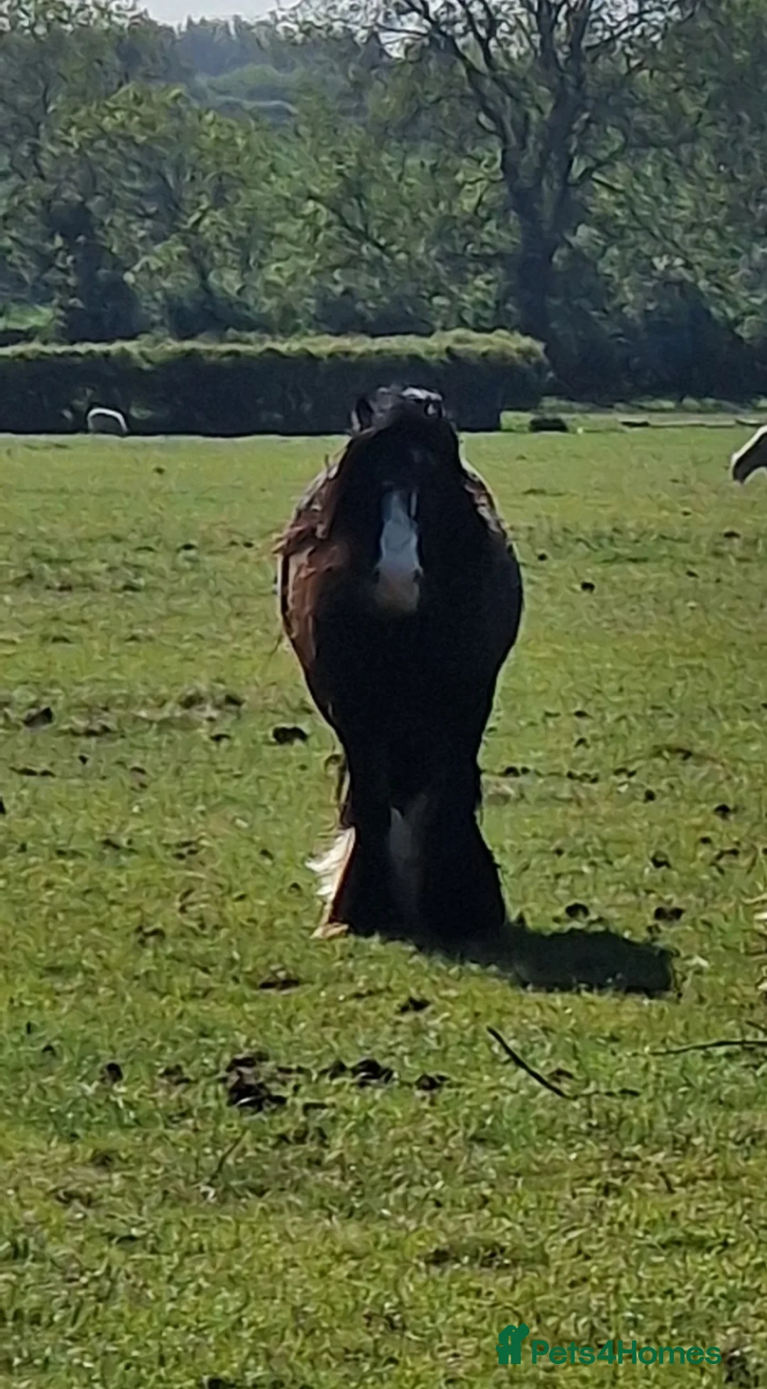 Irish Cob horses for sale: 14hh chunky bay cob gelding  - Advert 2