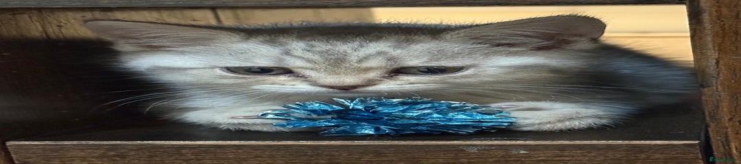 British Shorthair Kitten 3