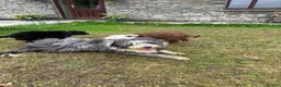 Bearded Collie dogs for sale: Two beautiful beardie pups for sale! in Llanwrtyd Wells - Advert 10