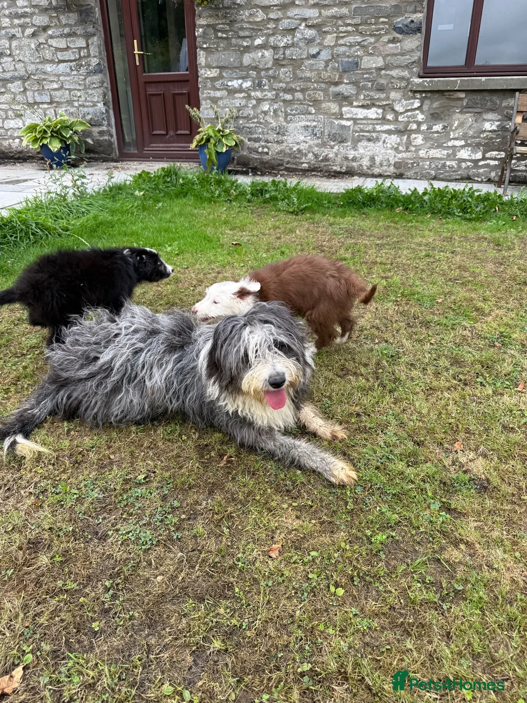 Bearded Collie dogs for sale: Two beautiful beardie pups for sale! in Llanwrtyd Wells - Advert 10