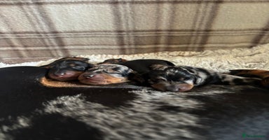 Miniature Dachshund dogs - Advert 1