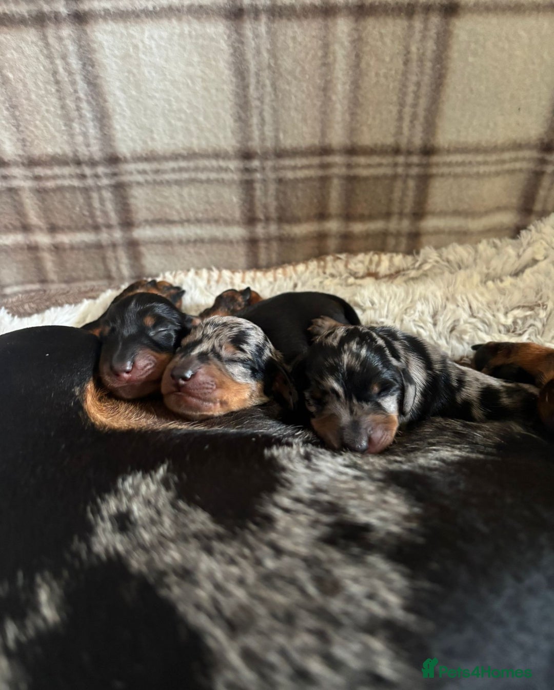 Miniature Dachshund dogs for sale: Smooth haired miniature dachshunds  - Image 2