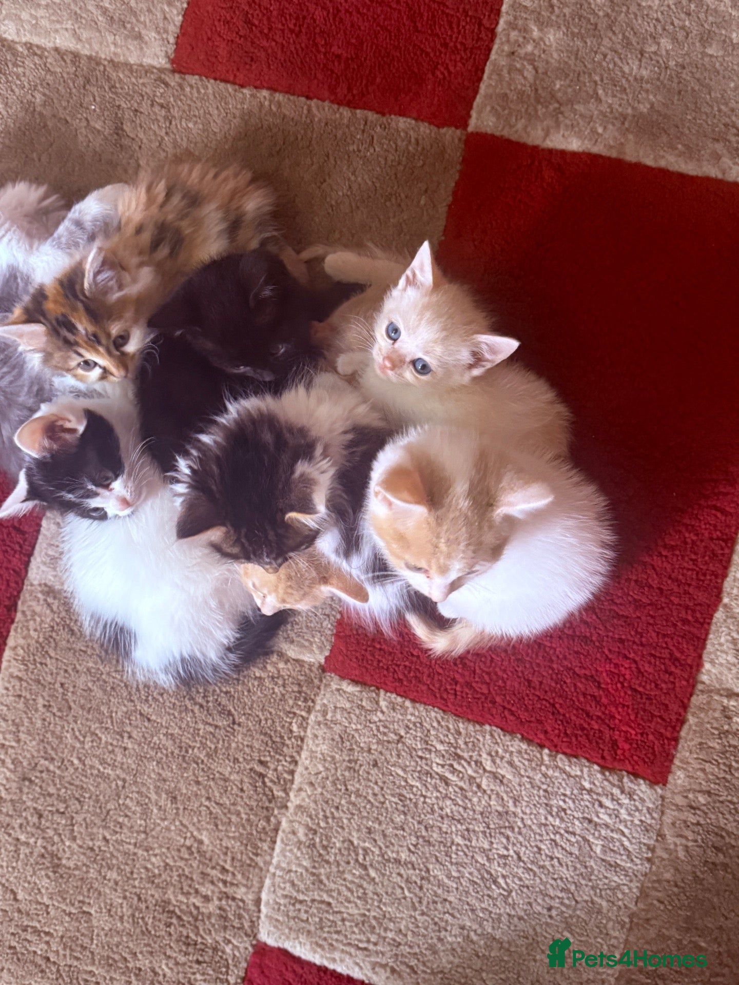 Mixed Breed cats Calico x Seal point ragdoll - Advert 1