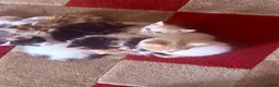 Mixed Breed cats for sale: Calico x Seal point ragdoll - Advert 1