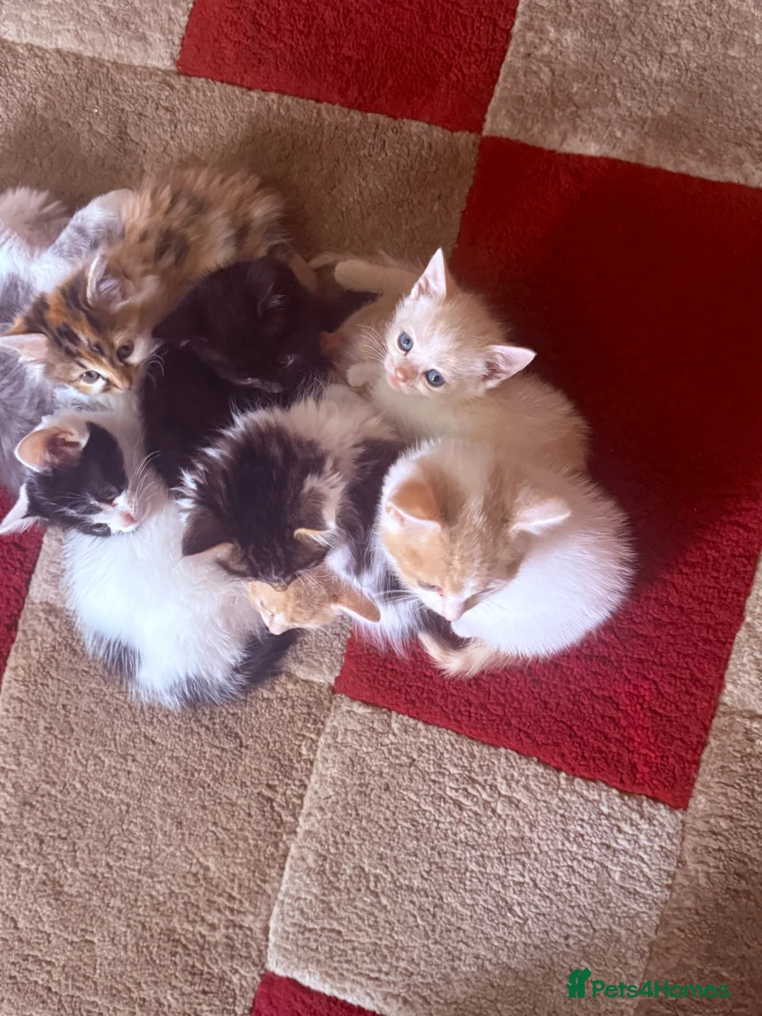 Mixed Breed cats for sale: Calico x Seal point ragdoll - Advert 1