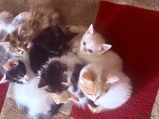 Mixed Breed cats Calico x Seal point ragdoll - Advert 1