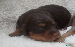 Cockapoo dogs for sale: The best cockapoos  - Image 24