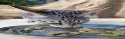 Savannah cats for sale: Savannah PED’G kitten last light bst girl F5SBT - Advert 13