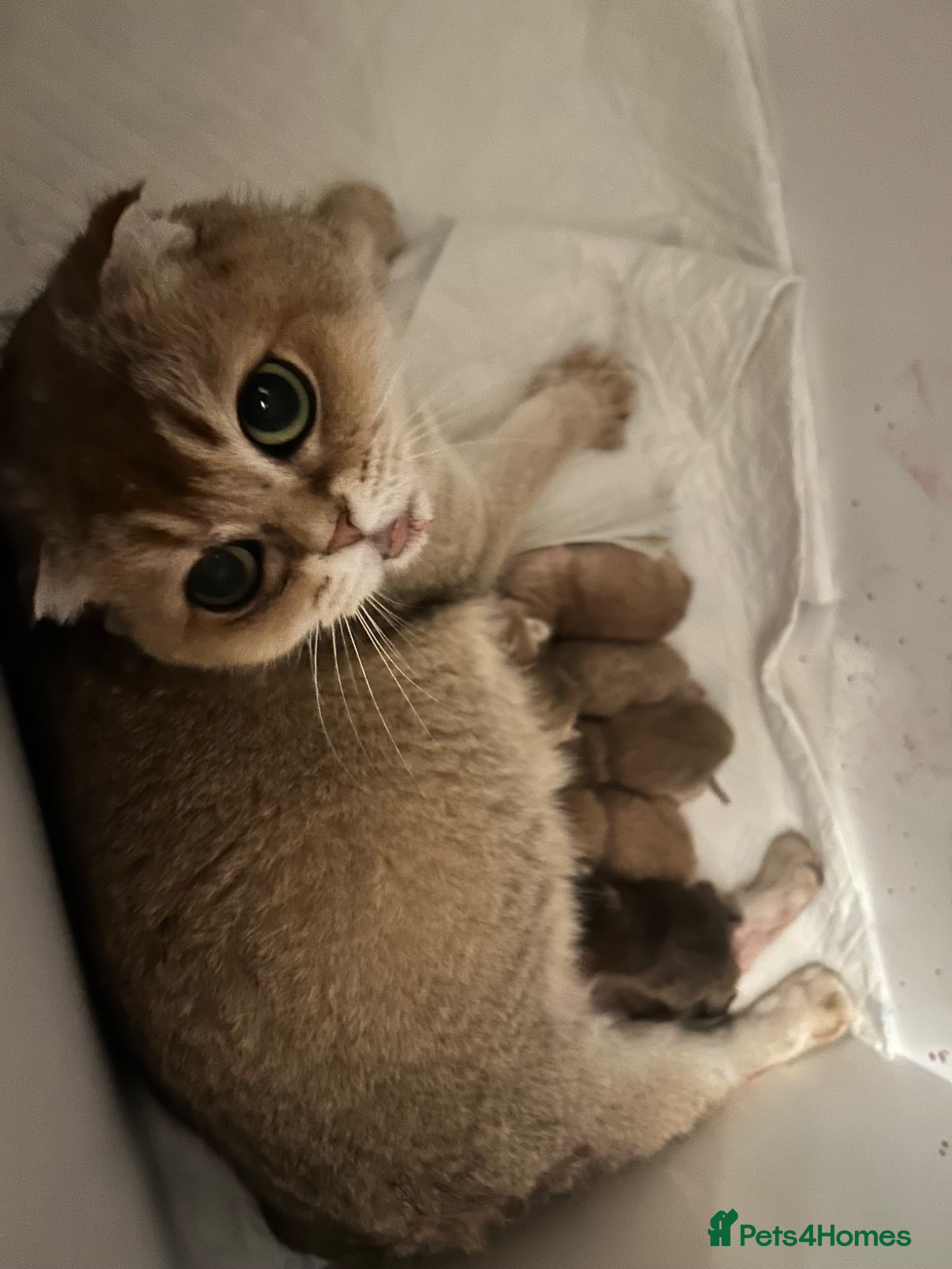 Scottish Fold cats  Our Last Precious Scottish Fold Gold  - Advert 2