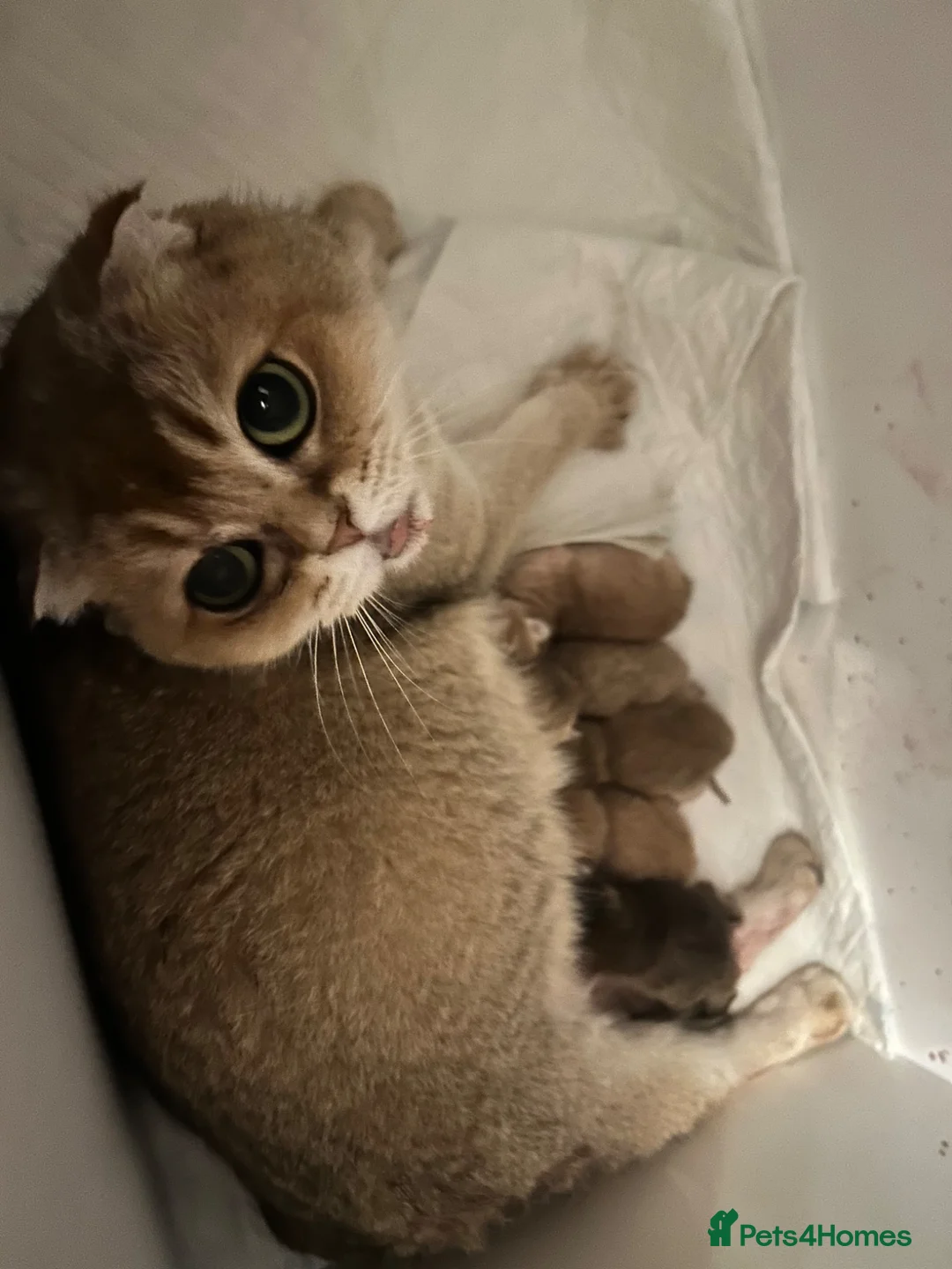 Scottish Fold cats for sale:  Our Last Precious Scottish Fold Gold  - Advert 2