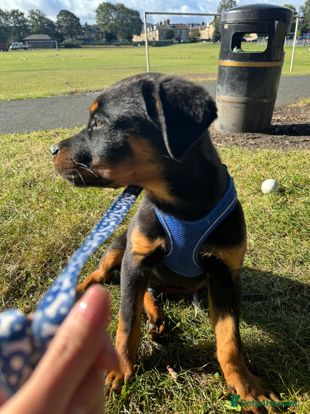 Rottweiler dogs for sale: 3 month male Rottweiler  - Image 3