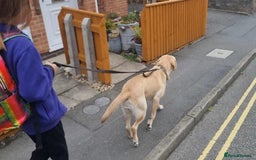 Labrador Retriever dogs for sale: Quinn - Image 6