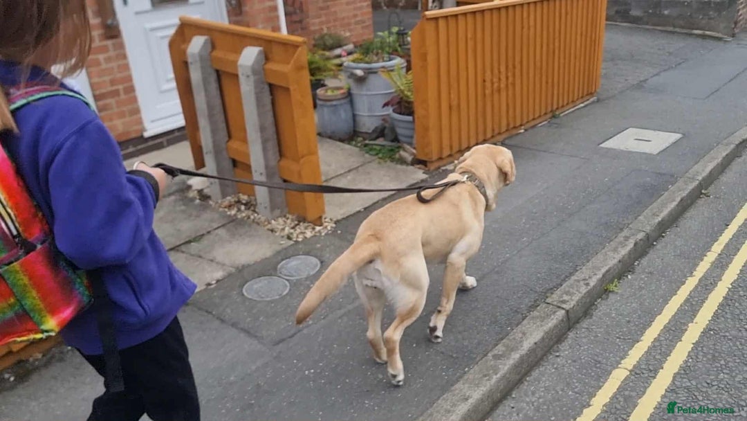 Labrador Retriever dogs for sale: Quinn - Image 6