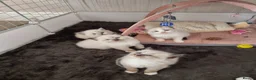 Ragdoll cats for sale: 🐾 Beautiful Ragdoll Kittens looking for homes 🐾 - Advert 9