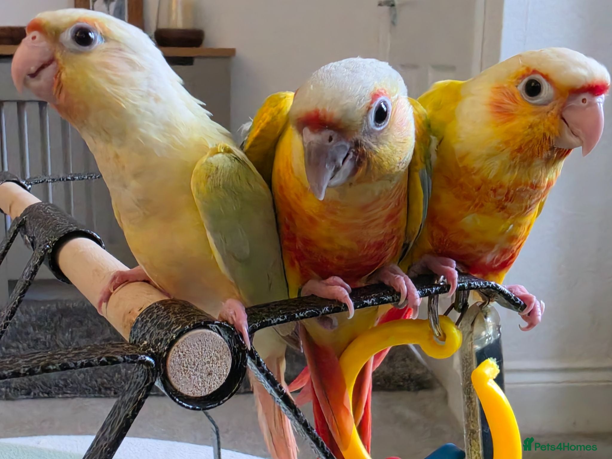 Conures birds Hand reared Conures - Advert 2