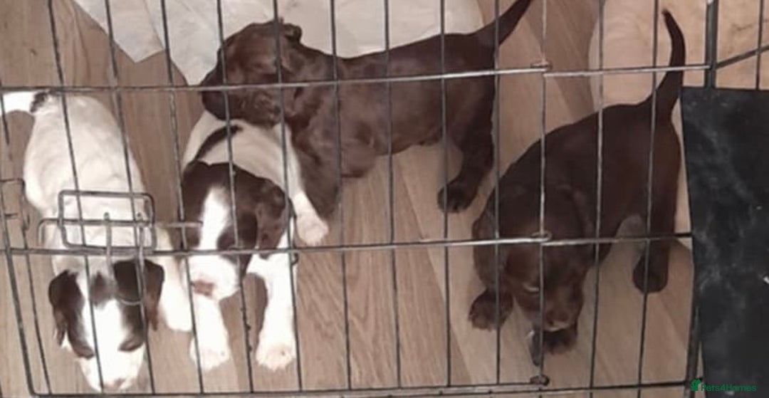 Sprocker dogs for sale: Sprocker puppies - Image 11