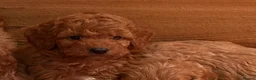Cockapoo dogs for sale: Delightful F1b Cockapoo pups - Advert 3