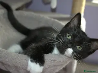 Mixed Breed cats Ragdoll mix kittens - Advert 3