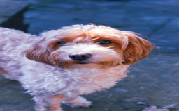 Cockapoo dogs for sale: 3 remaining Cockapoos looking for homes - Advert 2