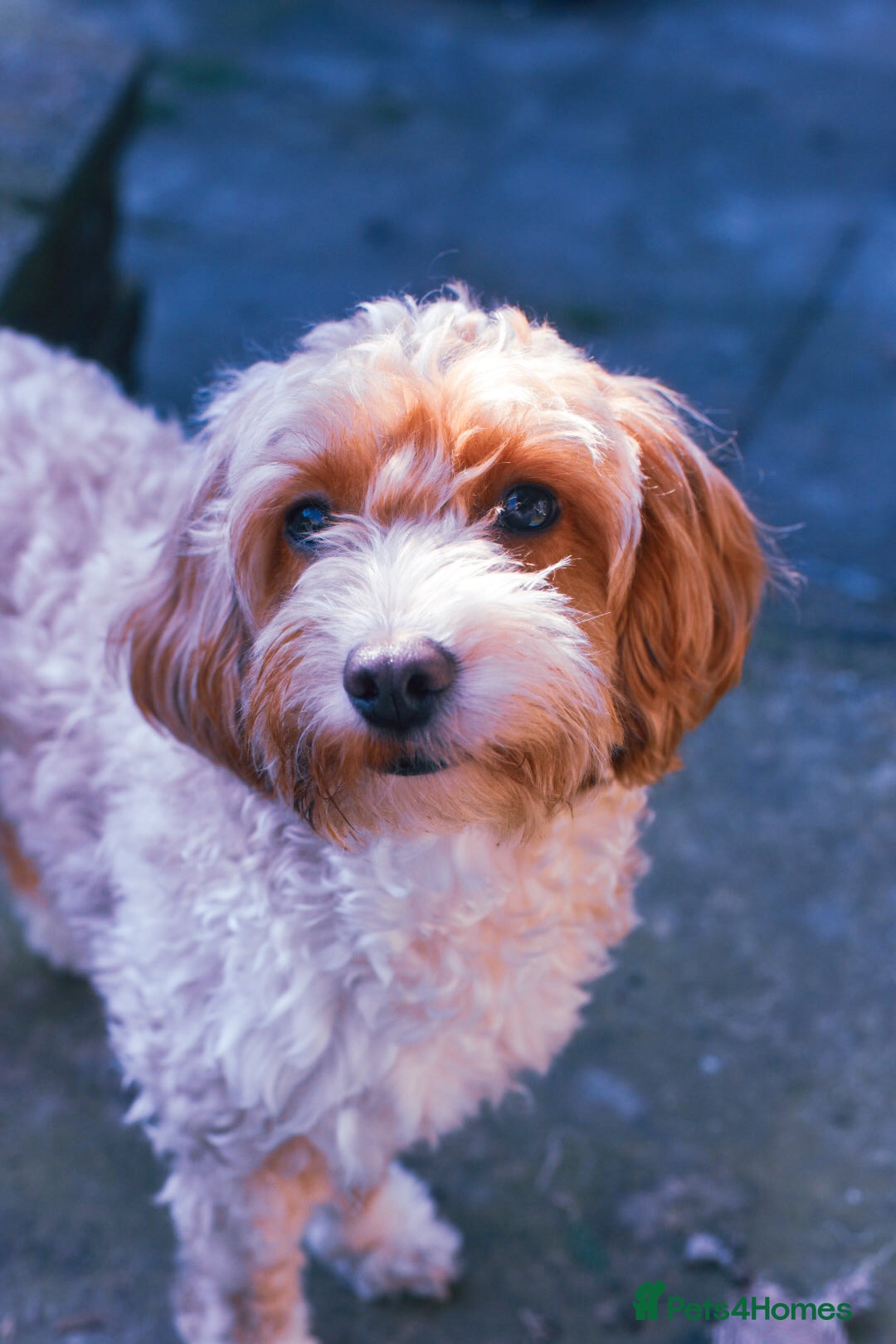 Cockapoo dogs for sale: 3 remaining Cockapoos looking for homes - Advert 2