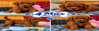 Toy Poodle 4