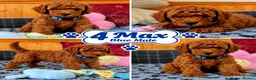 Toy Poodle dogs for sale: Toy Poodle  - Advert 34