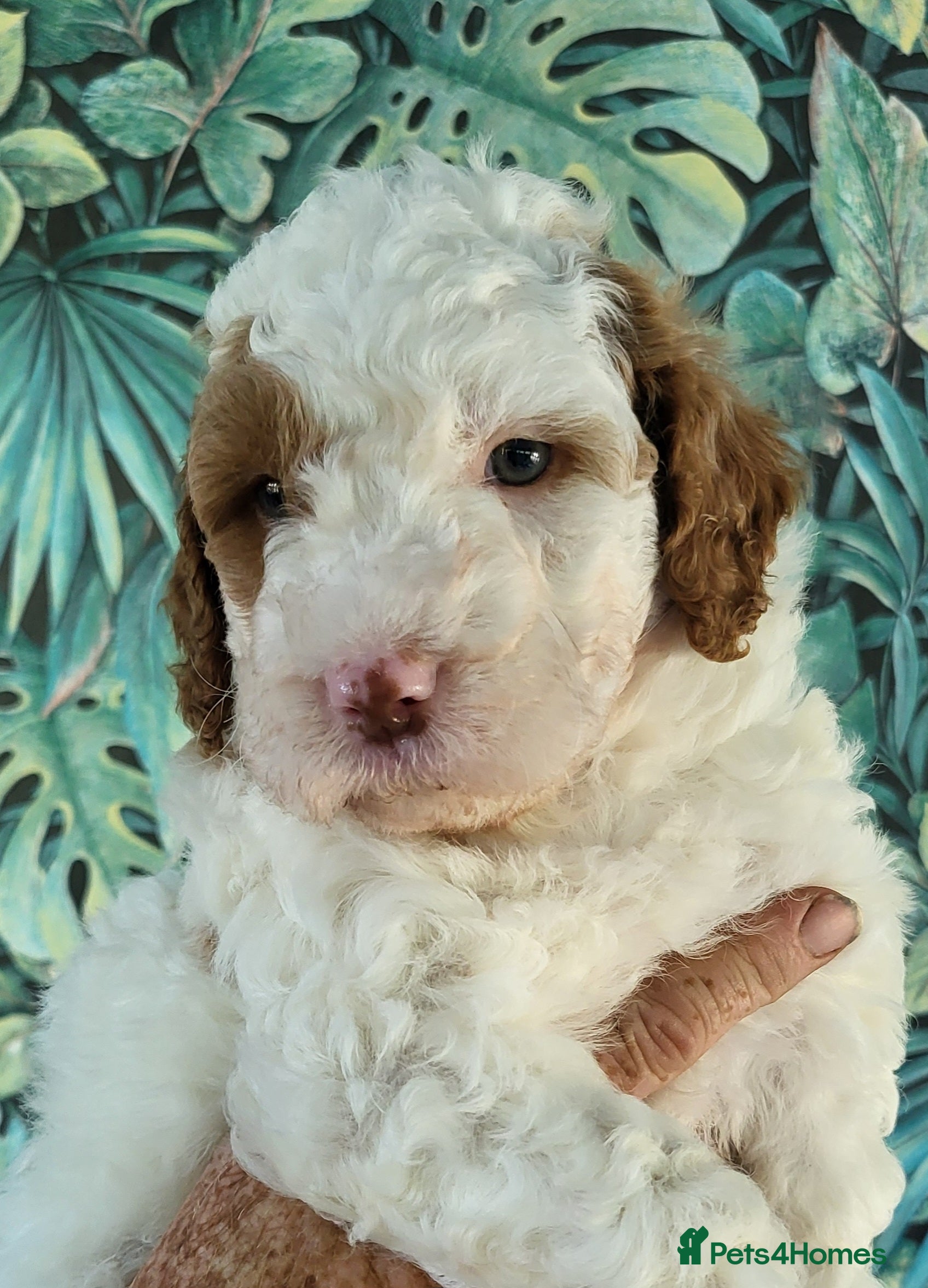 Labradoodle dogs Fabulous Miniature F1b Labradoodles  - Advert 3