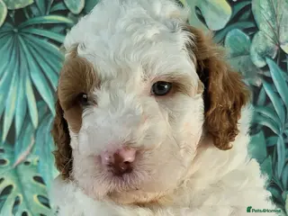 Labradoodle dogs Fabulous Miniature F1b Labradoodles - Advert 3