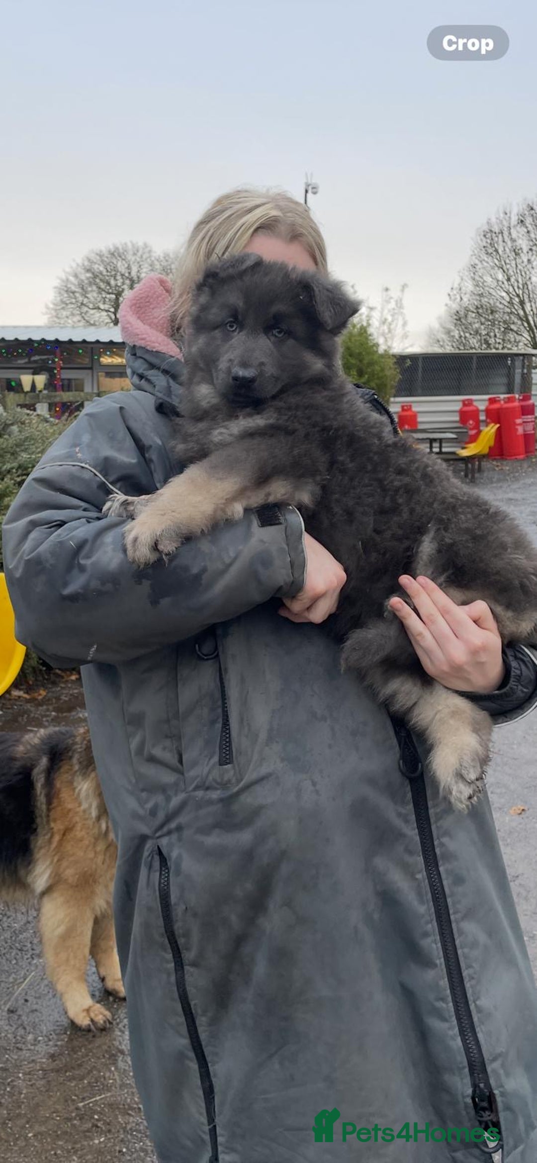 Mixed Breed dogs for sale: Quality health tested German shepherds  - Advert 4