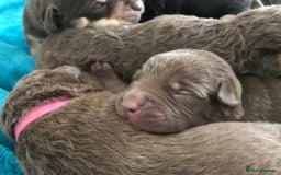 Mixed Breed dogs for sale: Beautiful puppies for sale  - Image 2