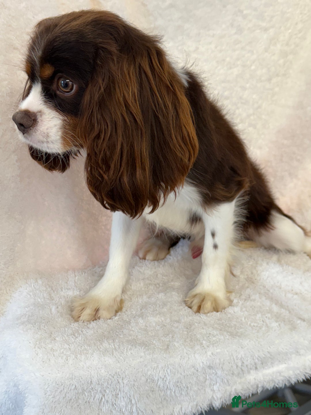 Cavalier King Charles Spaniel dogs for stud: KC Chocolate Tri FOR STUD  - Advert 5