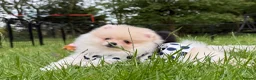Pomeranian dogs for sale:  Rare colour Russian line Teddy Bear Pom Puppies ✨ - Advert 13