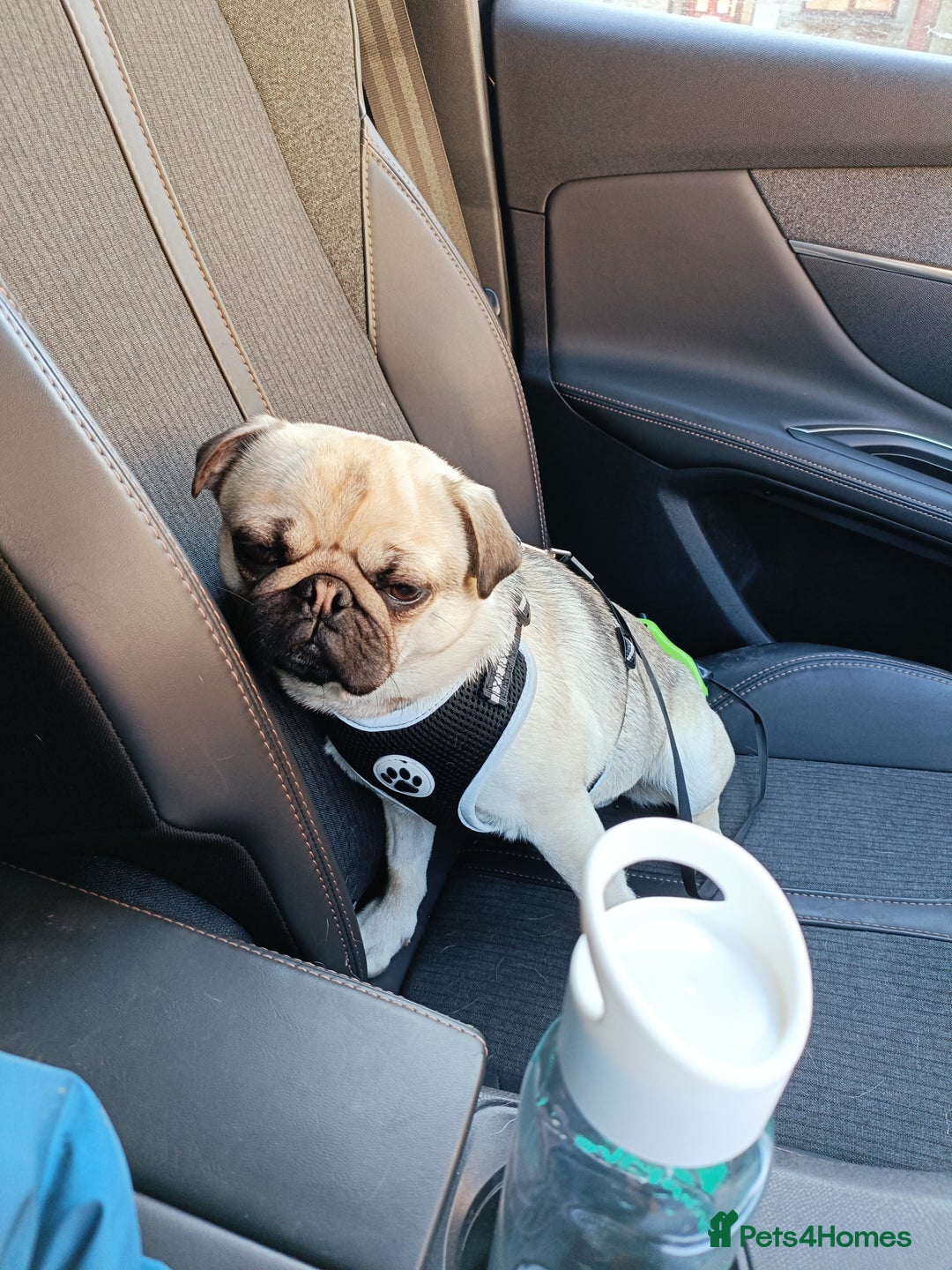 Pug dogs for sale: 2 year old male fawn pug - Image 2