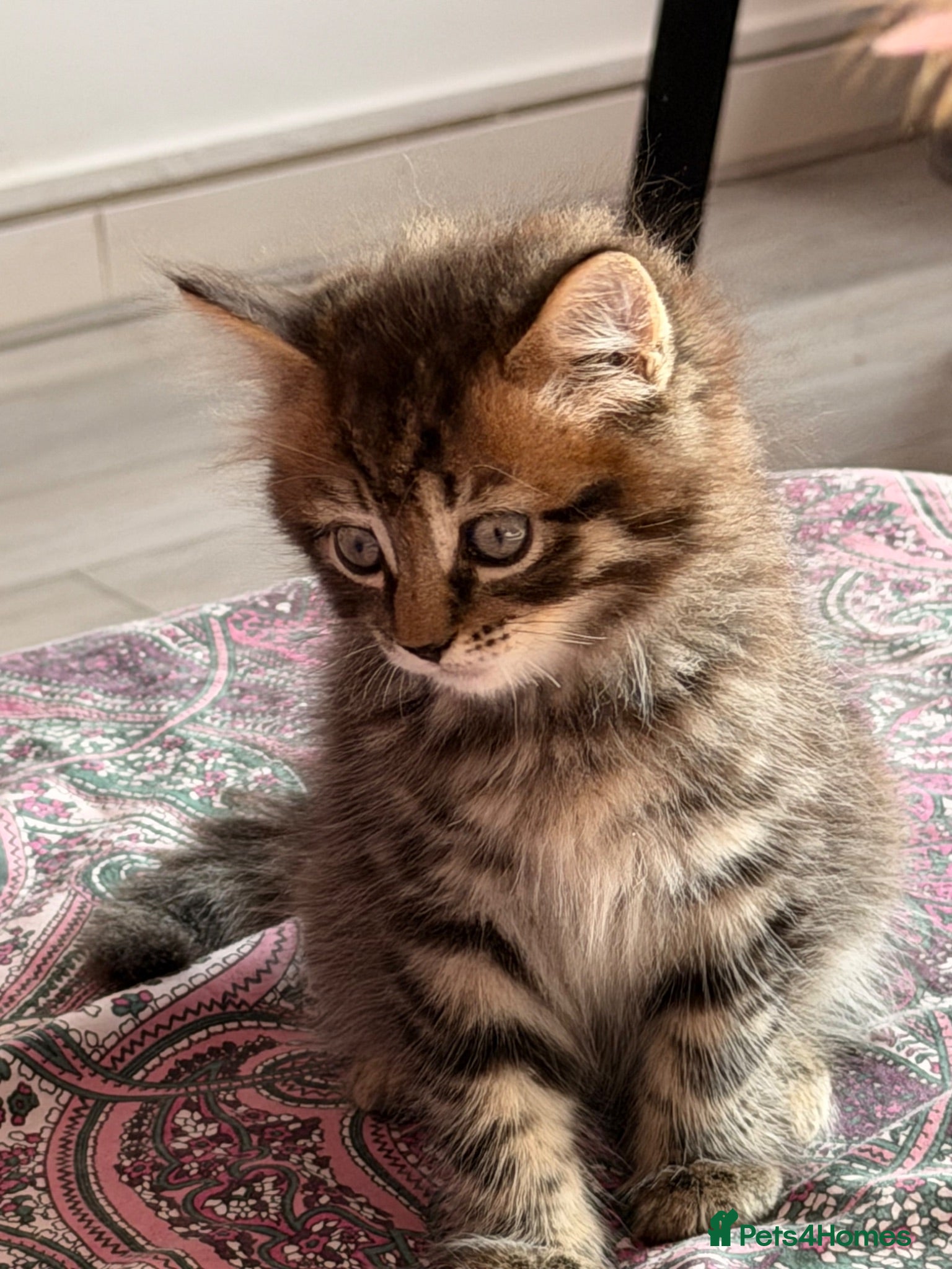 British Shorthair cats Adorable BSH BLH kittens ready to go. - Advert 8