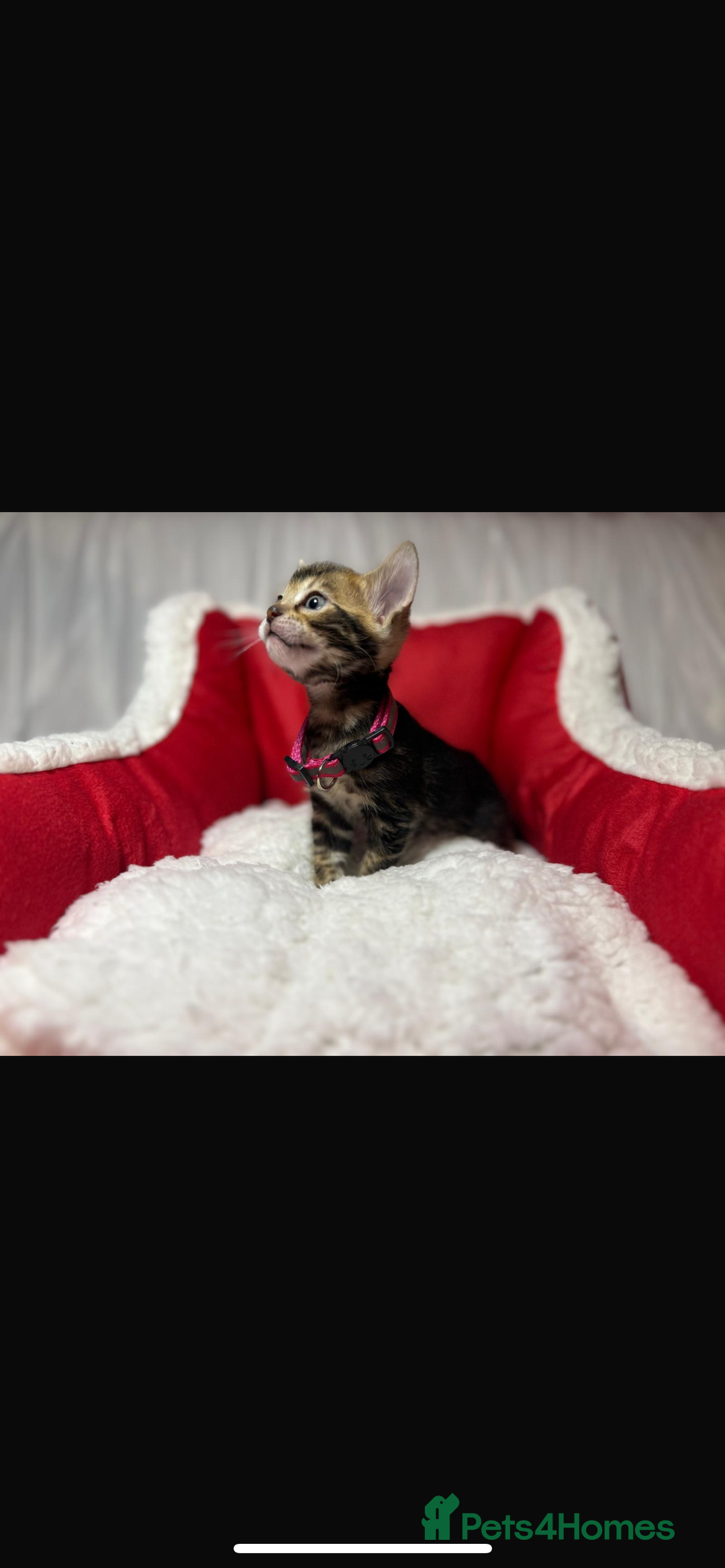 Bengal cats for sale: 🐆Bella's Bengals🐆 - Advert 9