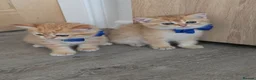 British Shorthair cats for sale: British Shorthair Golden Chinchilla Kittens - Advert 14