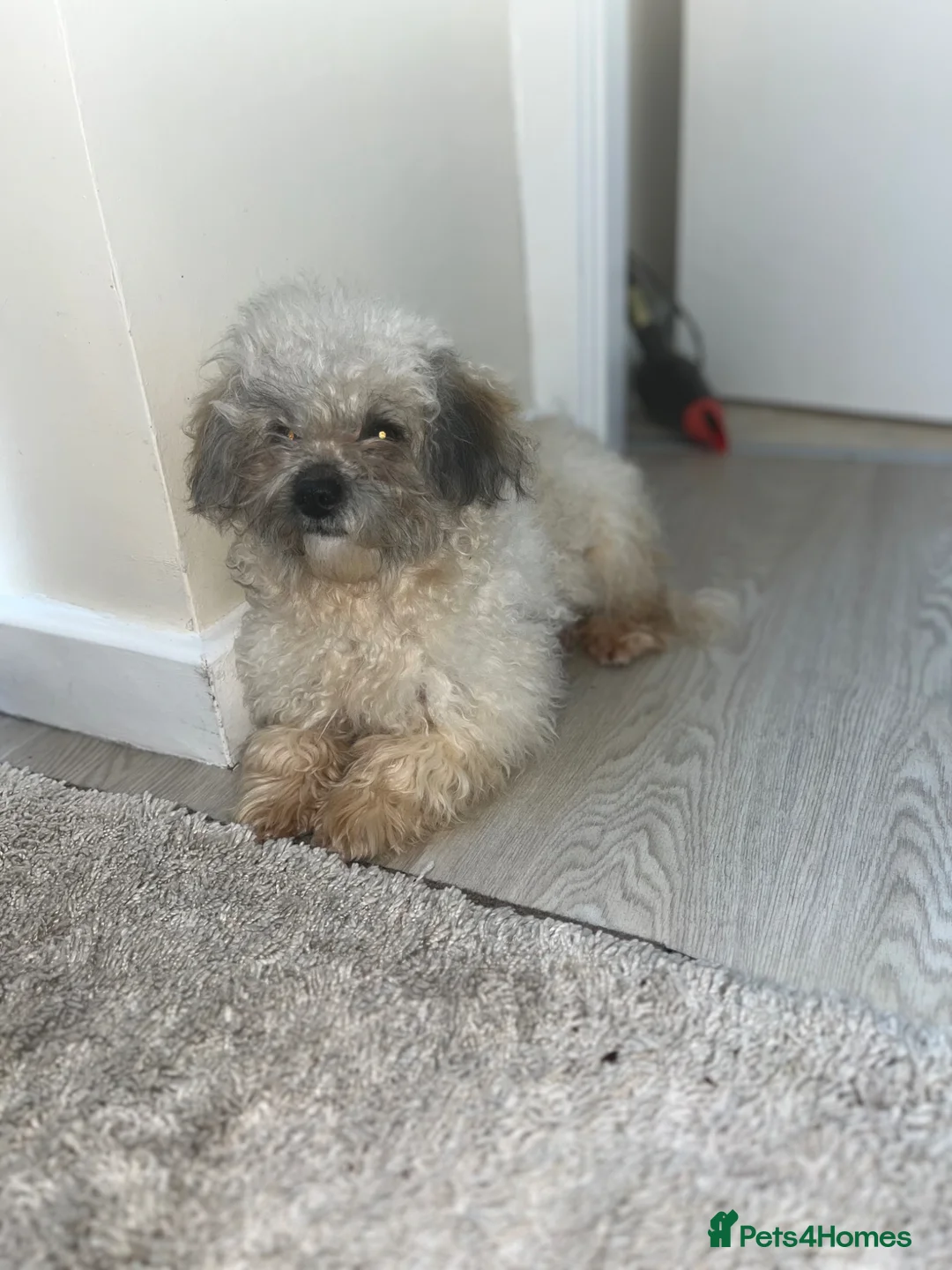 Shihpoo dogs for sale: Shih poo puppies  - Advert 19