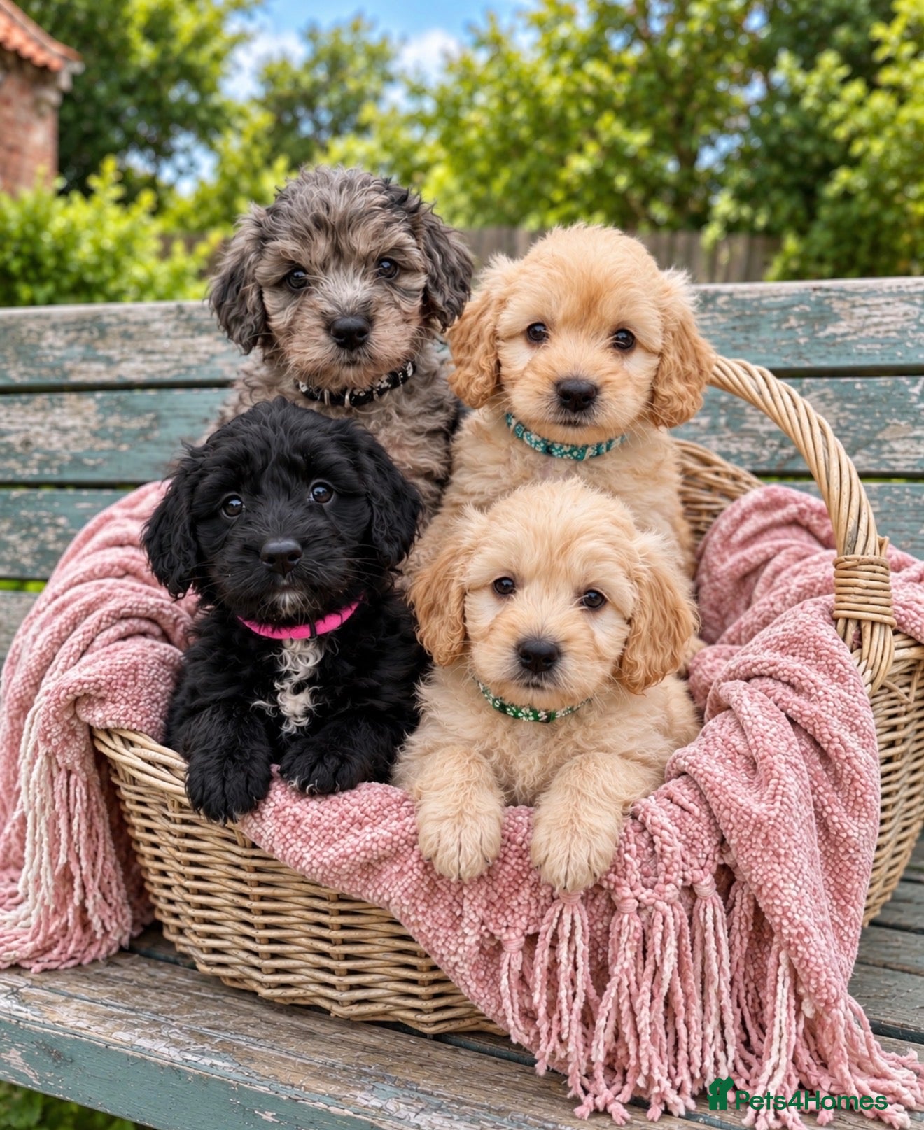 Goldendoodle dogs Miniature Golden Doodles - Merle, Red & Black  - Advert 1