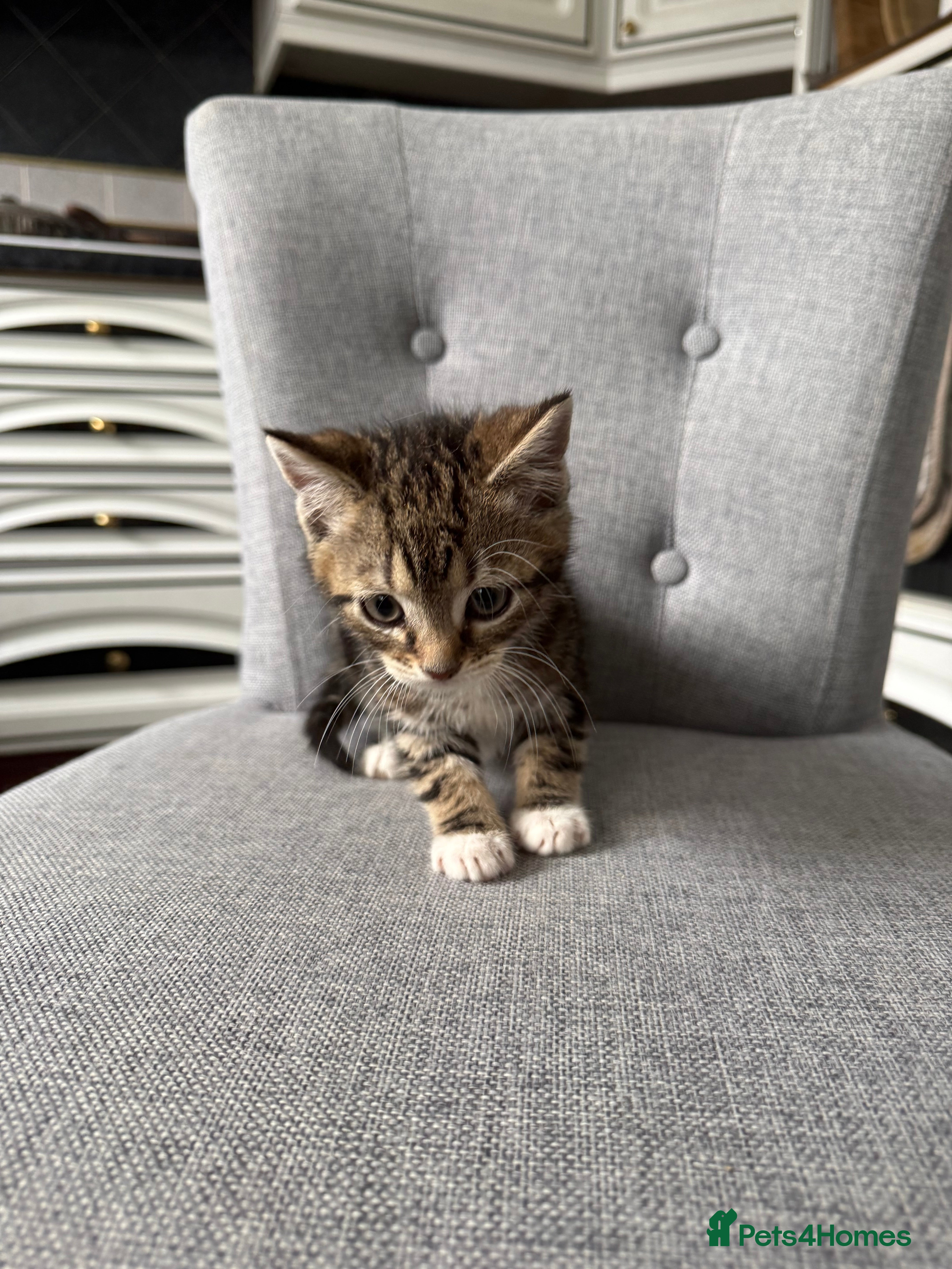 Mixed Breed cats Playful kittens 🐱 🩷9 weeks  - Advert 6