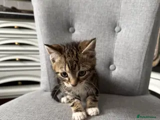 Mixed Breed cats Playful kittens 🐱 🩷9 weeks - Advert 6