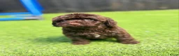 Cockapoo dogs for sale: Beautiful cockerpoo puppies - Advert 13