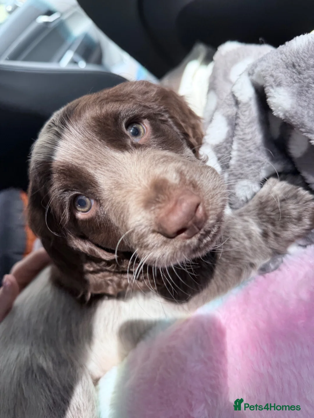 Cocker Spaniel dogs for sale: 8 week old cocker spaniel boy  - Advert 2