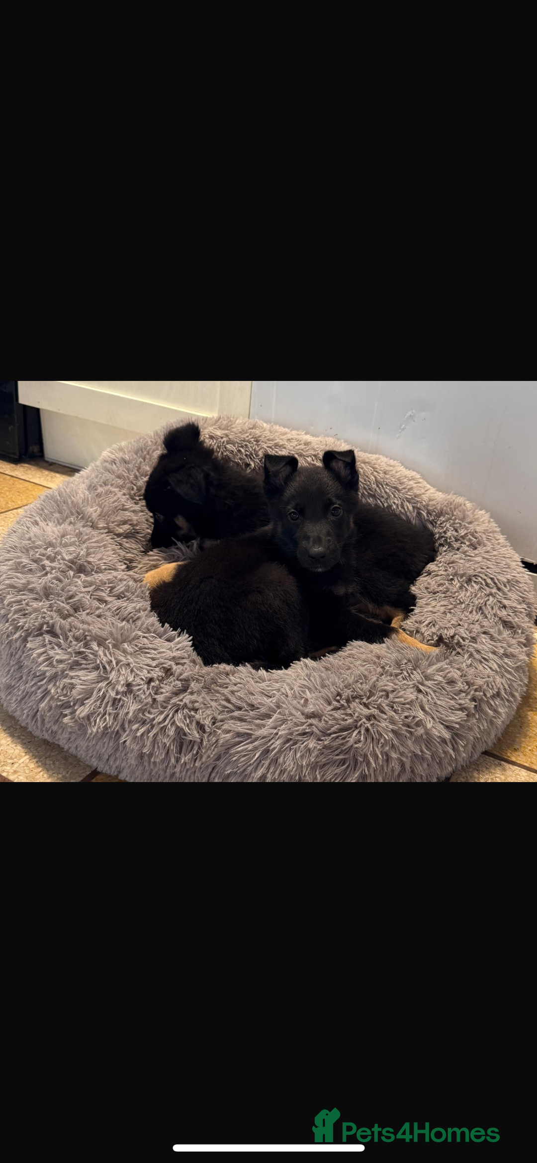 Mixed Breed dogs for sale: 🐶German Shepherd X Puppies🐶 - Image 9