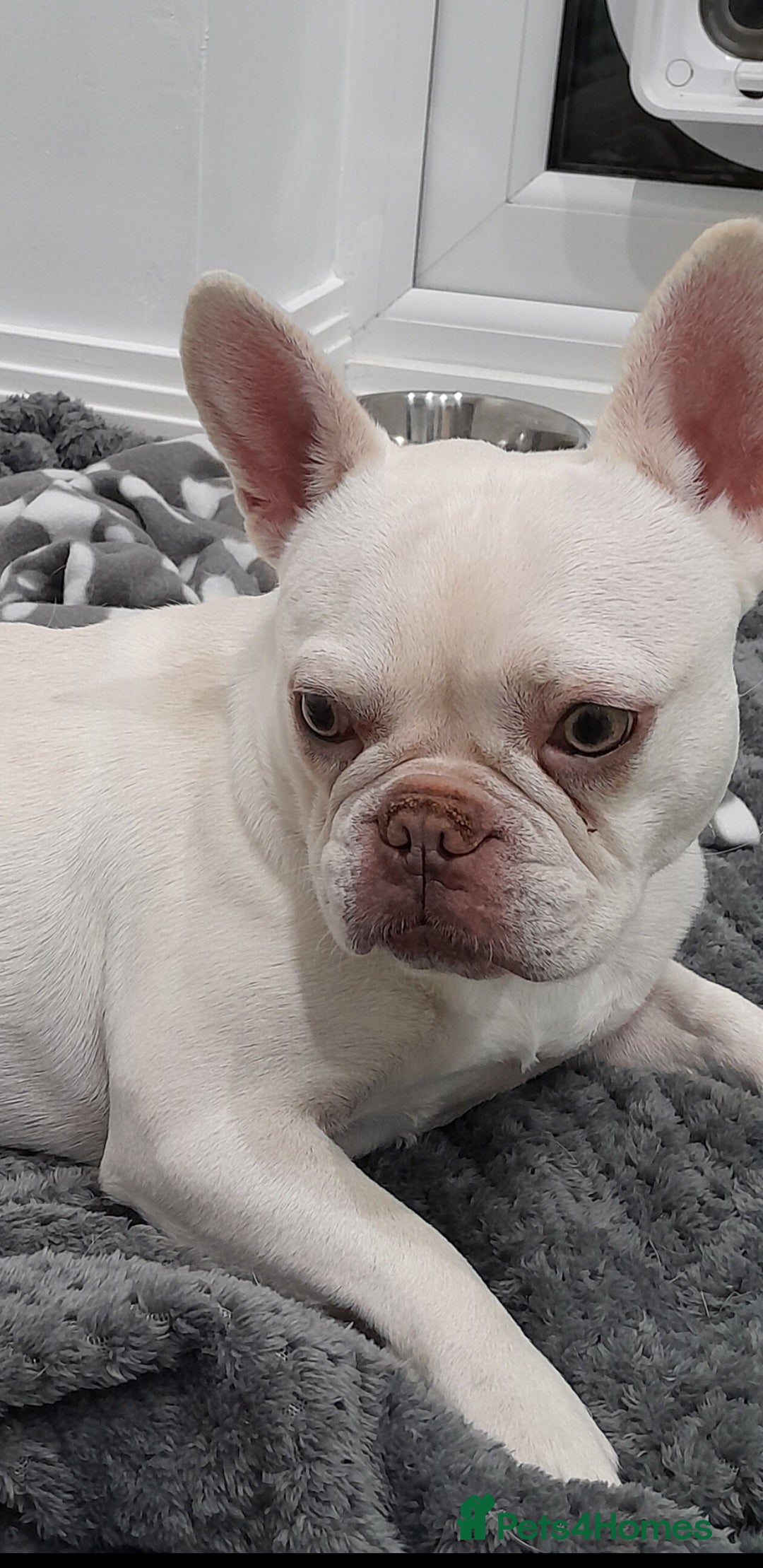 French Bulldog dogs for sale: Female French Bulldog for sale - Image 2