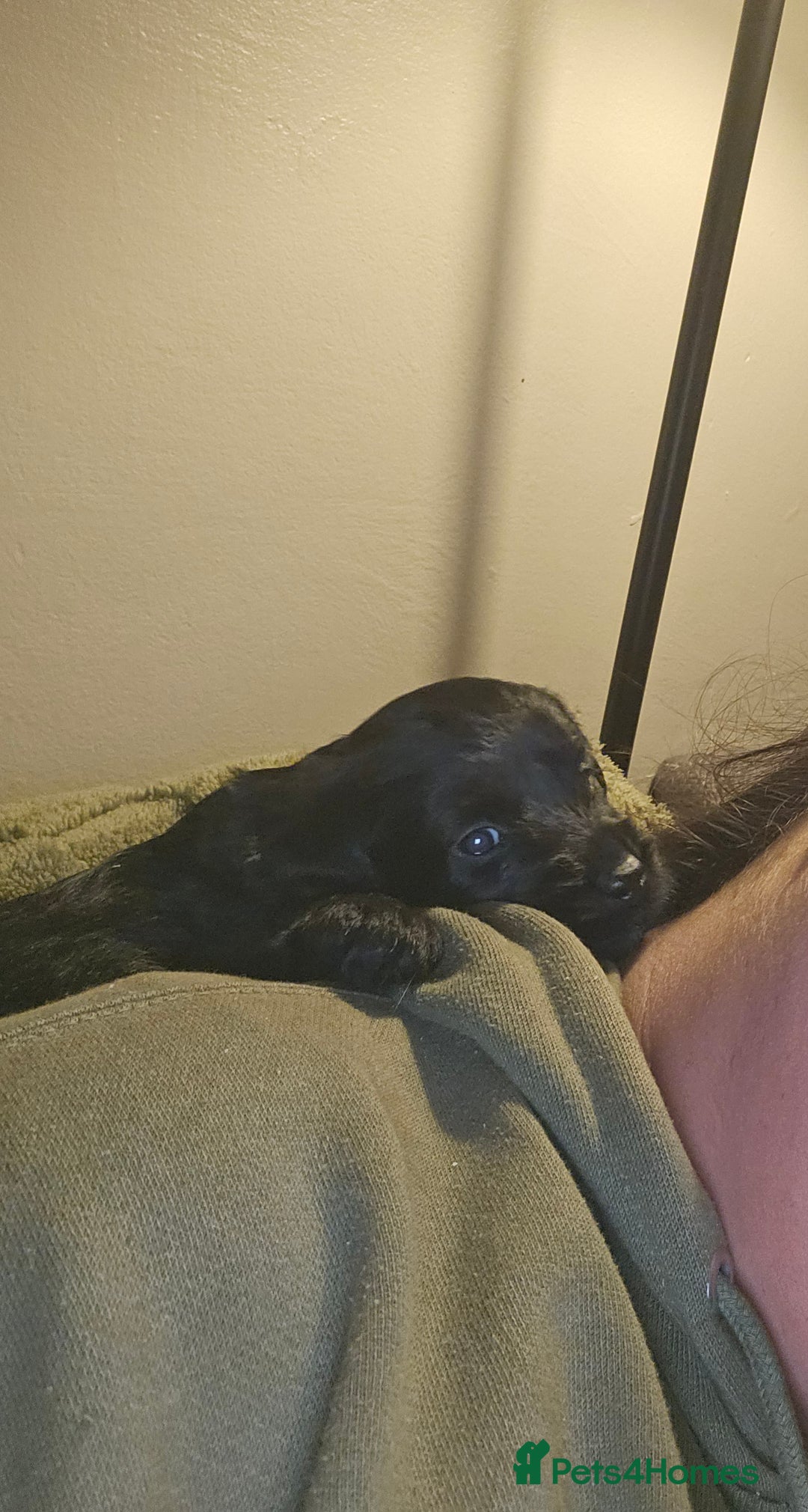 Schnoodle dogs for sale: Perfect schnoodles - Advert 24