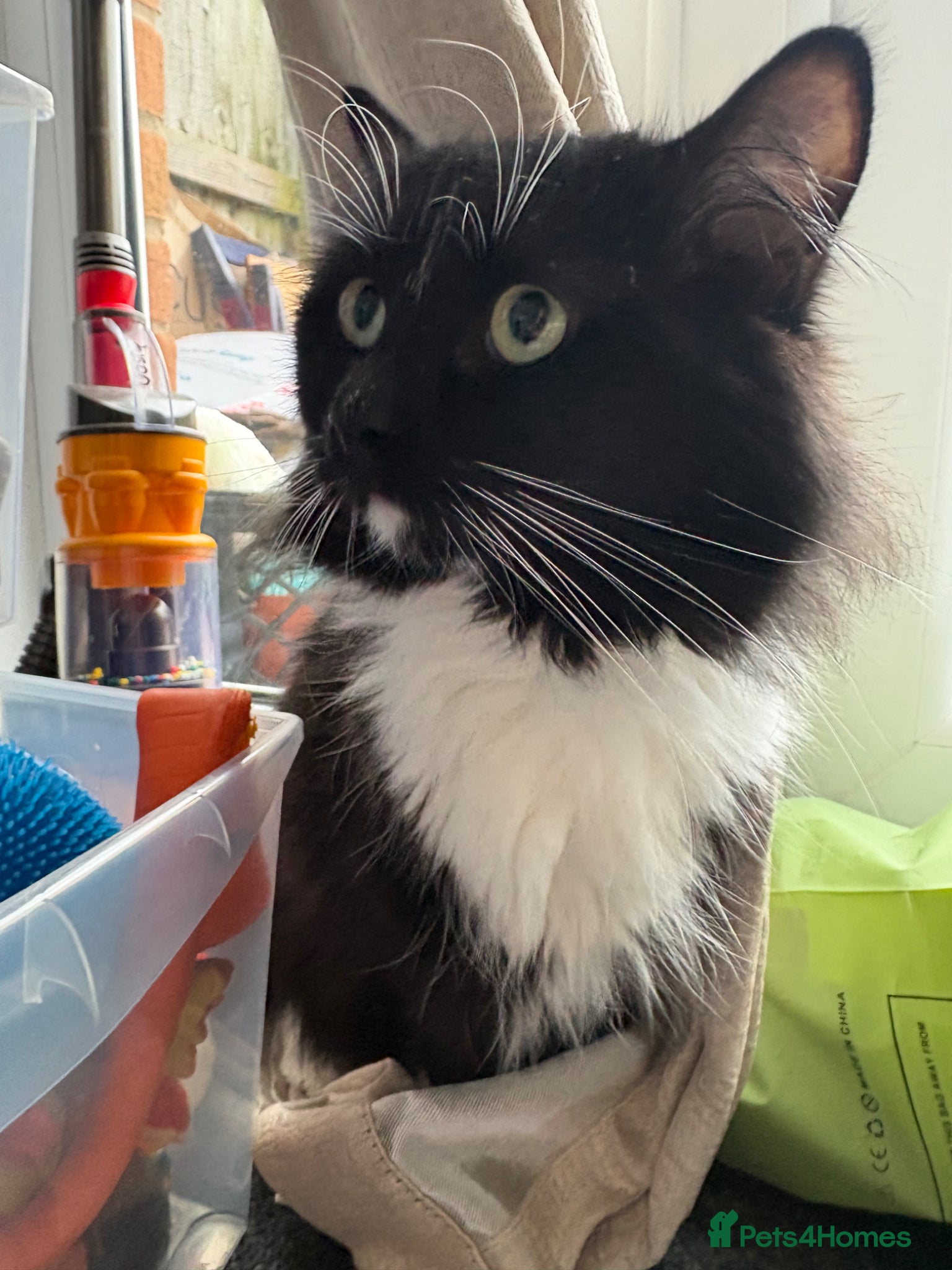 British Longhair cats British tuxedo longhair cat. - Advert 1