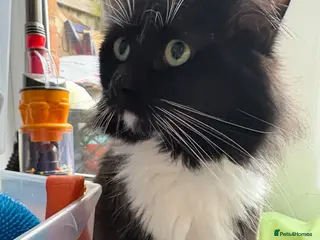 British Longhair cats British tuxedo longhair cat. - Advert 2