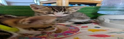 Domestic Shorthair cats for sale: Last 2 Tabby Kittens  - Advert 4